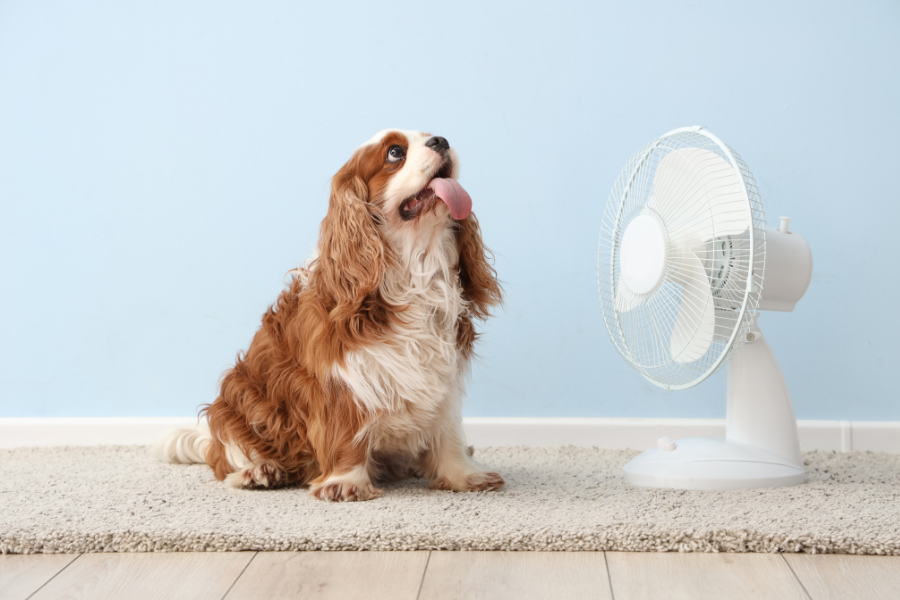 Rafraîchir vos animaux en été grâce à un ventilateur adapté – Gitem Chien assis devant un ventilateur pour se rafraîchir pendant la chaleur estivale